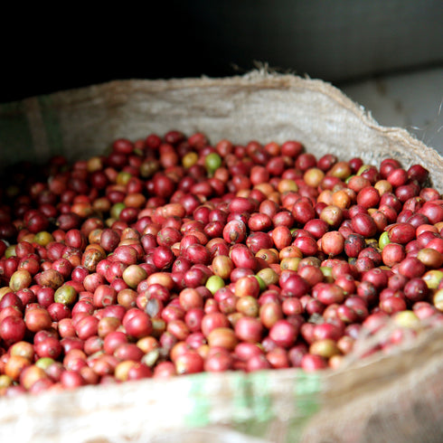 JAS Organic Rwanda Mikoff